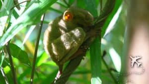 Tarsier in the Philippines