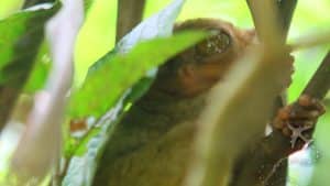 Philippine Tarsier