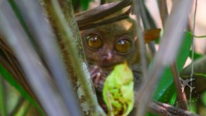 Tarsier