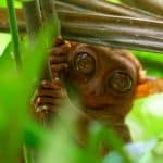Adult tarsier at the Philippine Tarsier Sanctuary