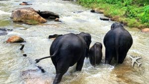 elephant jungle sanctuary
