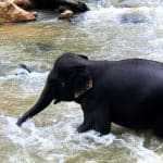elephant jungle sanctuary
