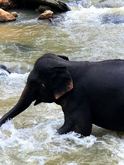 elephant jungle sanctuary