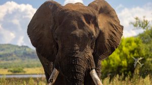African elephant at Pilanesberg National Park in South Africa